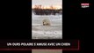 Un ours polaire joue avec un chien, la vidéo étonnante
