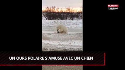 Un ours polaire joue avec un chien, la vidéo étonnante