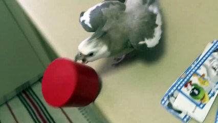 Cette perruche ne supporte pas les choses qui mal rangées