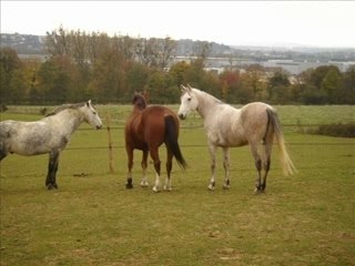 Coline et Nil du Valois