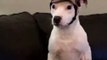 Whatever You Do Don't Laugh at This Dog Embarrassed About His New Hat