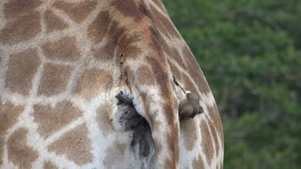 Quand un oiseau se régale en mangeant sur l'arrière train d'une giraffe...