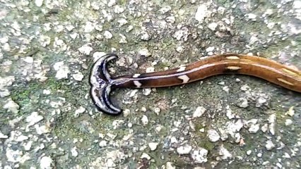 Une étrange créature à tête bizarre : Ver à tête de marteau