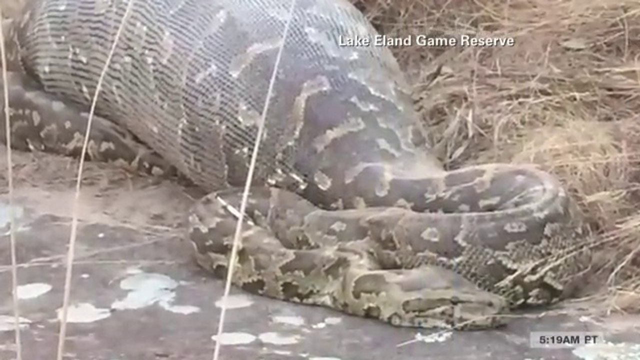 Ce python a mangé un porc-epic et va le regretter