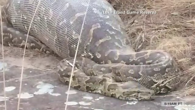 Ce python a mangé un porc-epic et va le regretter