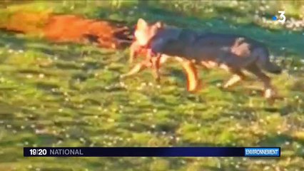 Environnement : le gouvernement mise sur une augmentation des loups