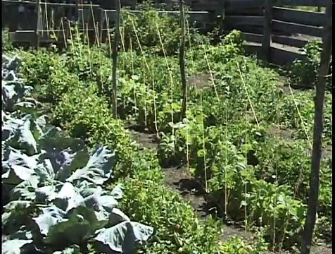 The Industrial Revolution, Capitalism and the United States of America