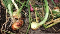 Growing Big Bulb Onions - From Seed to Harvest - Curing & Storing