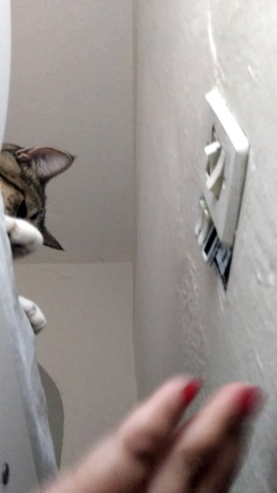 Cat Unplugs the Fan