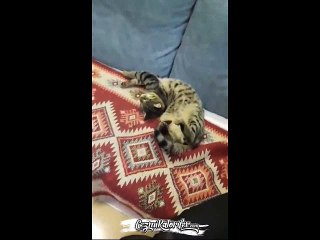 İş Yerinde Çok Yorulup İki Dakika Kestiren Kediyi Rahat Bırakmayan Kapitalist Patron