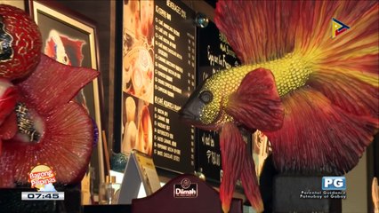 FRIDATES: Café Aquatica