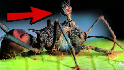 Real ZOMBIE Animals In Nature!