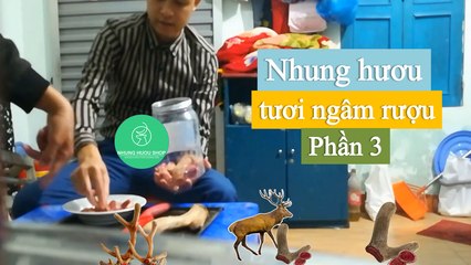 [ NhungHuouShop.com] Cách Sơ Chế Nhung Hươu Tươi Ngâm Rượu Phần 3