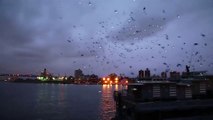 A New York City light show...performed by pigeons!