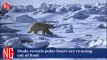 Polar Bears Are Running Out Of Food, Study Reveals