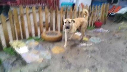 Türkiye'nin "Kuyu" Köpeği 1 Yaşında