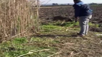 Zehir Tacirleri Toprağa Gömdü, "Marco" Buldu