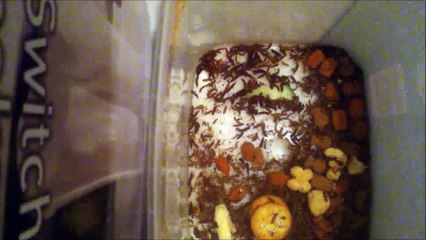 Dermestids Attagenus Unicolor Colony Vid #378