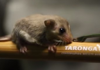 20 Joeys Boost Taronga Zoo's Feathertail Glider Population