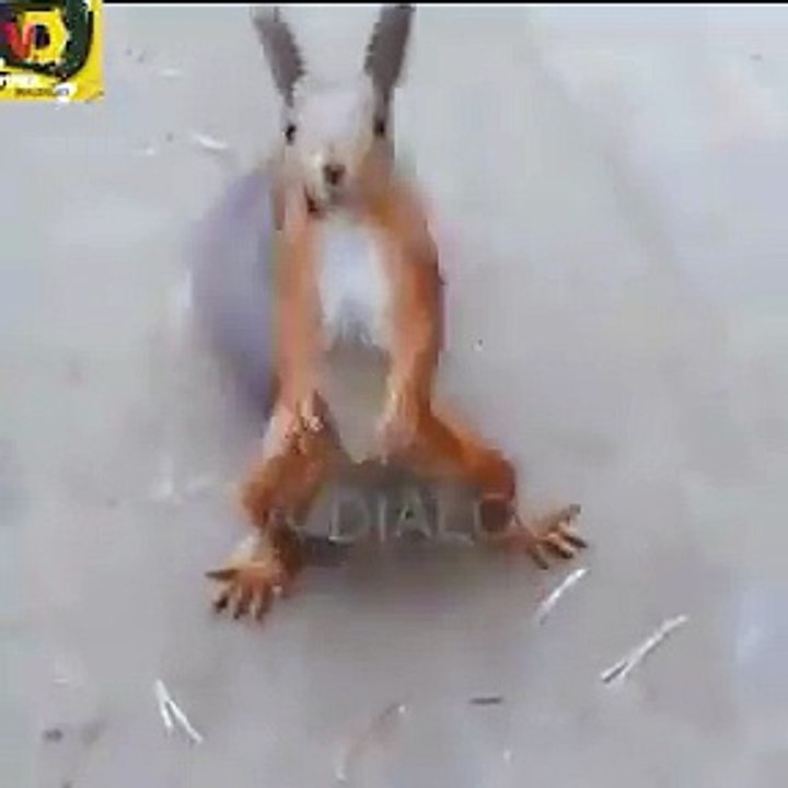 panjabi song