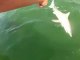 Un requin ce fait avaler par un monstre marin énorme : mérou géant - Scène surréaliste