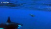 Sea lion narrowly escapes killer whale