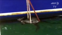 Bedraggled wallaby plucked from Sydney harbour by passing ferry