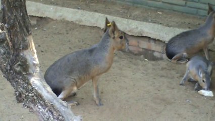 Испанский зоопарк (Зоолого-ботанический сад)