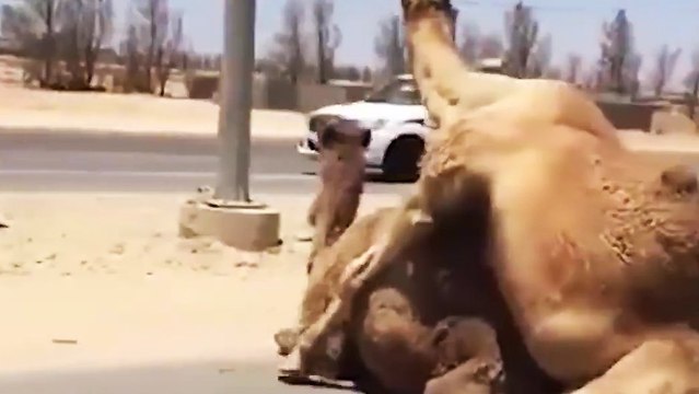 Un couple de dromadaires au-milieu d'une autoroute