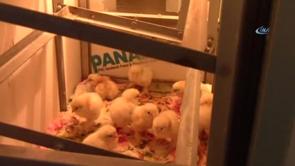 Bu Yumurtanın Tanesi 40 Lira