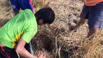 How To Find And Catch Crabs In Hole - Digging Crab Hole In Rice Field