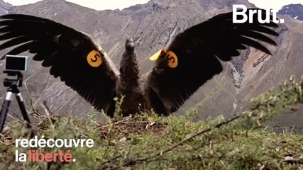 Un Condor réapprend à voler après une année en captivité