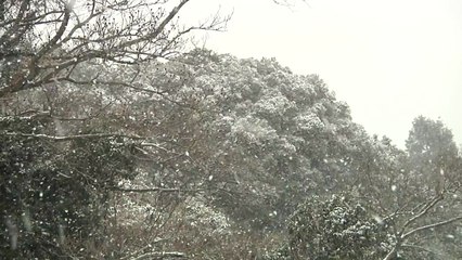 입춘 앞두고 다시 찾아온 한파...제주도엔 폭설 / YTN