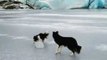 Talented Border Collie Shows Off Olympic Curling Skills
