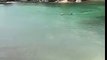 Deux orques s'approchent dangereusement de deux enfants dans une baie