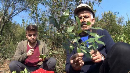 Defne ek gelir kapısı oldu, 13 milyon lira kazandırdı