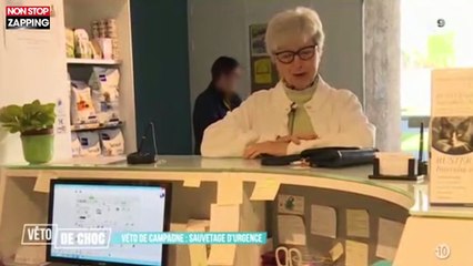 Véto de choc : Un chat grièvement blessé par des tirs de fusil à plomb (vidéo)