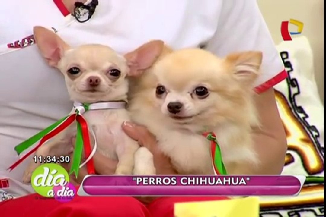 Perros chihuahuas conoce más sobre esta raza oriunda de México