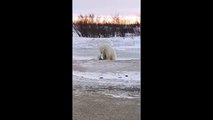 Un ours polaire et un chien jouent ensemble