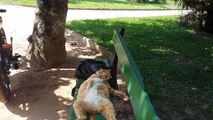 Cat Snoozes on Park Bench