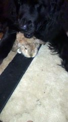 Newfoundland Dog and Bunny are Friends