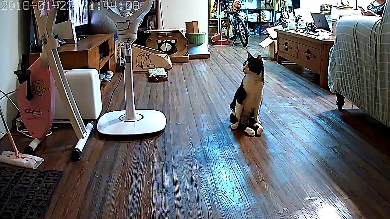 Un chat paralysé attend son maître qui rentre du travail
