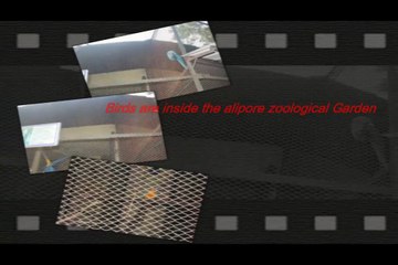 Birds are inside the alipore zoological garden,they are really looks awesome