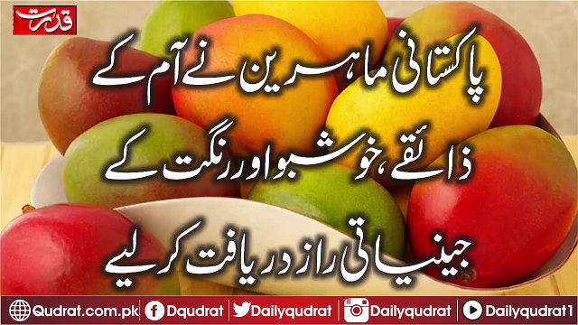 Pakistani specialists discovered the genetic secrets of mango flavor, perfume and dyeing