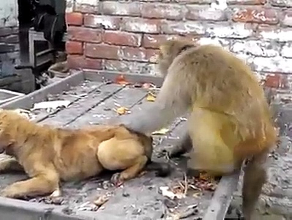 [MP4 360p] monkey vs dog __ funny video