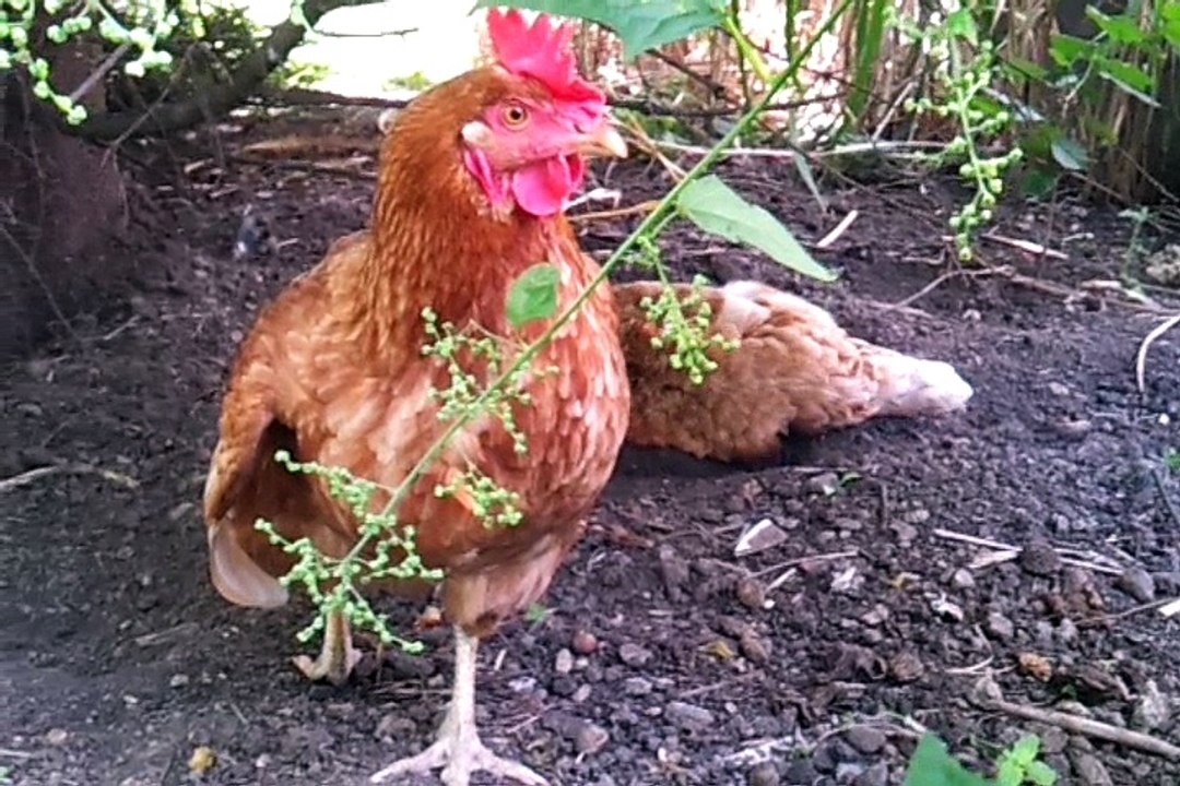2  POULETTES JOUENT DANS UN JARDIN -HENS HAVING FUN