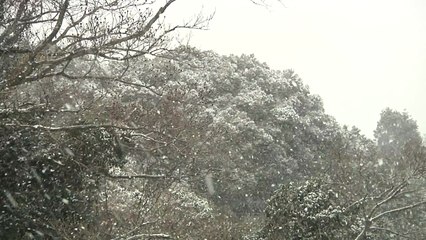 [날씨] 입춘 앞두고 다시 찾아온 한파...제주도엔 폭설 / YTN