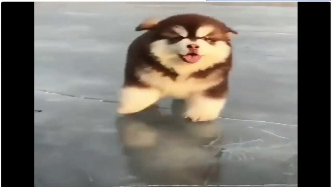 les chiens sont si drôles #2