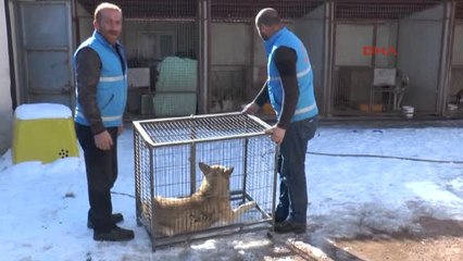 Bayburt'ta Şehre İnen Kurt, 6 Gün Sonra Yakalandı
