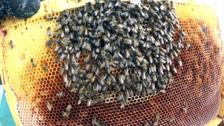 Пчёлы погибли от недостатка кормов во время зимовки. Текущий осмотр пасеки в феврале.